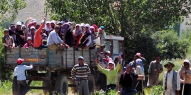 Tarım Bakanlığından mevsimlik tarım işçileri için yeni proje