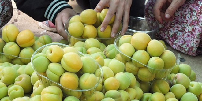 Mersin'de örtü altında ilk kayısı hasadı