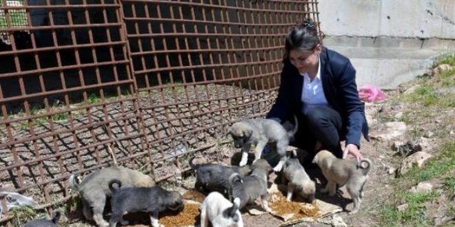 Ülker öğretmen, sokak hayvanlarına sahip çıktı