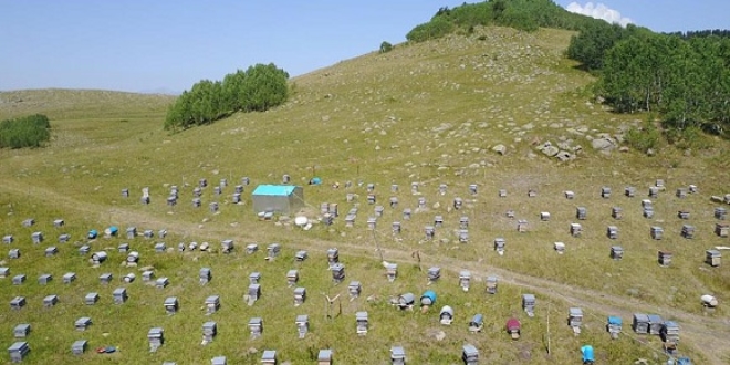 'Ardahan balı' dünya piyasalarına açılıyor