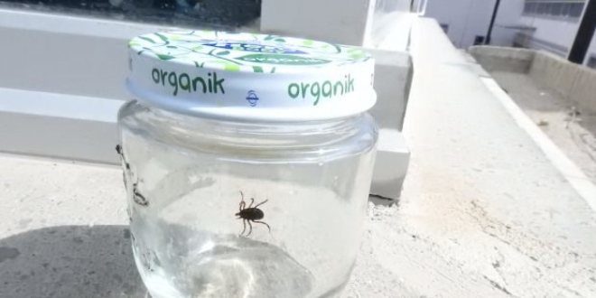 Keneyi kavanozun içine koyarak, hastaneye getirdi