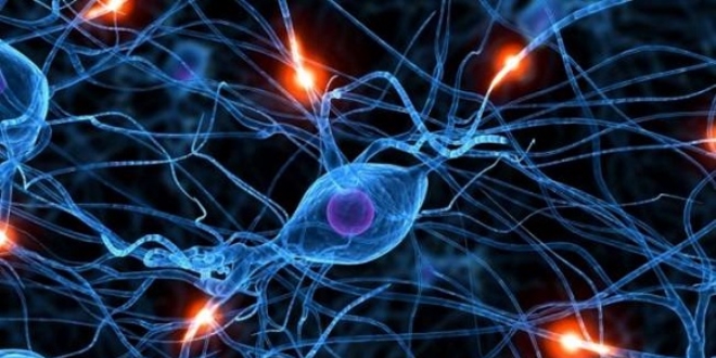 Yallar genler kadar yeni beyin hcresi retebiliyor