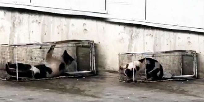 Markette sucuk 'alan' kediye kafes cezas