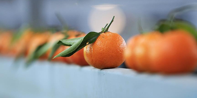 Rusya Türkiye'den en çok mandarin aldı