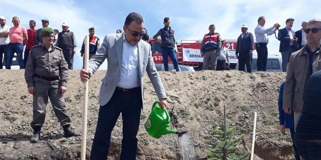 Yanan orman alanları ağaçlandırılıyor