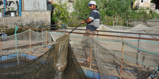 Fırat'ın balıkları yurt dışına satılıyor