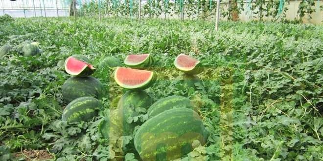 Seralarda karpuz bereketi yaşanıyor