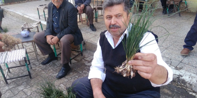 Bu otun kilogramı 350 TL