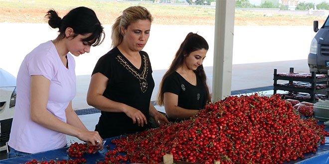 Manisa kiraz pazardaki yerini ald