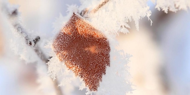 Meteorolojiden zirai don uyarısı