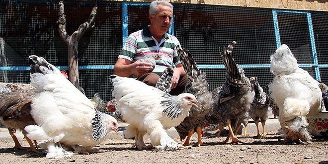 Emekli işçinin 'uluslararası süs tavuğu' tutkusu