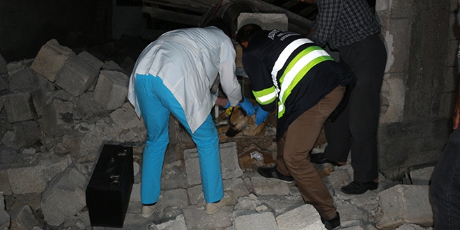 Enkaz altında kalan köpek 16 saat sonra çıkarıldı