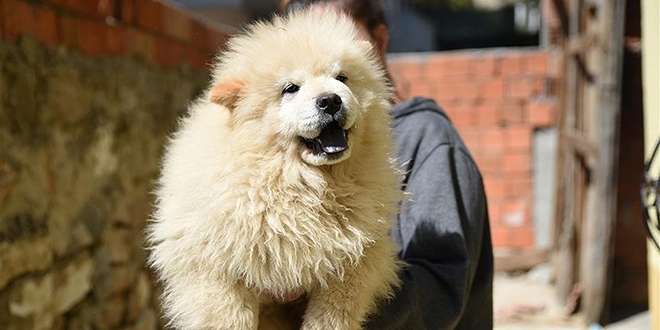 Sınırda yakalanan köpekler açık artırmayla satılacak