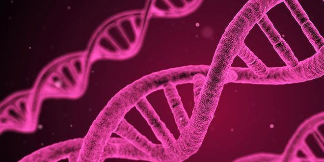 Hücrelerde DNA'nın yeni bir yapısı keşfedildi