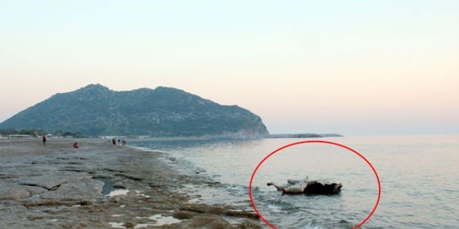 Antalya'da kıyıya ölmüş boğa vurdu