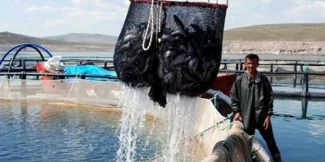 İç Anadolu'dan dünyaya balık ihraç ediyorlar