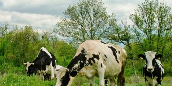 250 Bin Düve Projesi'nde başvuru süresi doluyor