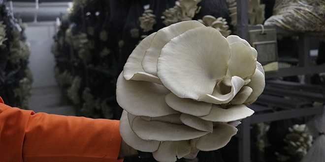Sıfır maliyetle açıldı, 500 kilogramlık ürün toplandı