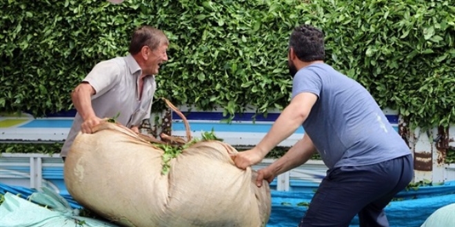 Çay üreticisi panik yaptı, aracıya gün doğdu