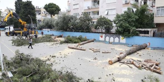 Okul bahçesindeki ağaçlar 'alerji yapıyor' diye kesildi
