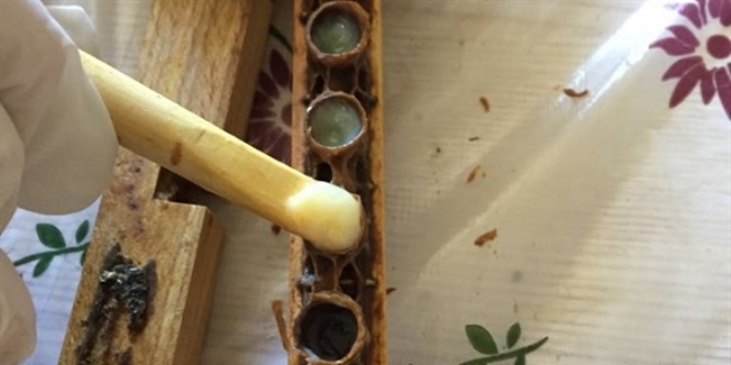 Kilosu 5 bin lira, talebe yetişemiyor