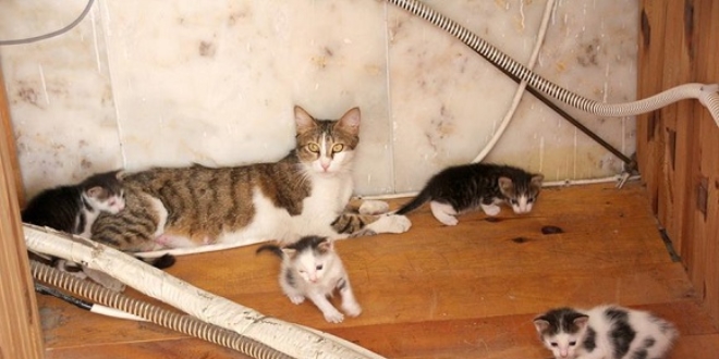 Camide yuva yapan kedi ve yavruları barınağa kavuştu