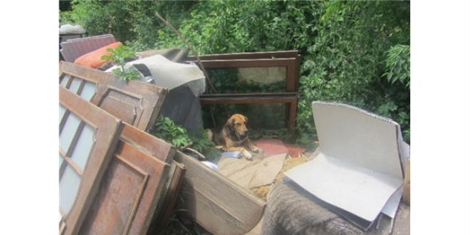 Sahte veteriner gittiği evin köpeğini gasbetti
