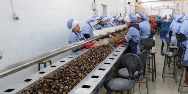 Avrupa'ya yılda bin 200 ton ihraç ediyorlar!