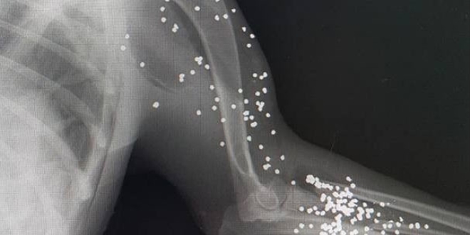 Köpeğin röntgenini gören şoke oldu!