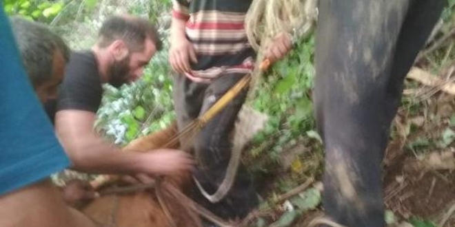 Uçuruma yuvarlanan inek için validen talimat