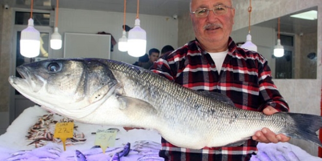 Balıkçılara 7 kilogramlık levrek sürprizi