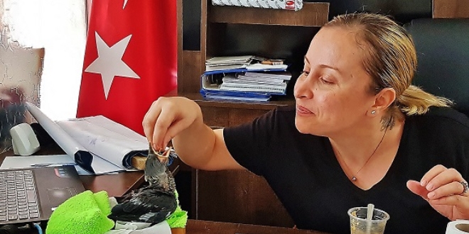 Yuvasından düşen karga yavrusuna makam odasında bakıyor