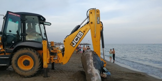 Antalya'da kıyıya balina vurdu