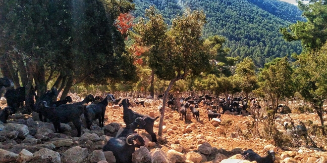 Türkiye'nin en güzel yürüyüş yolu Likya'da
