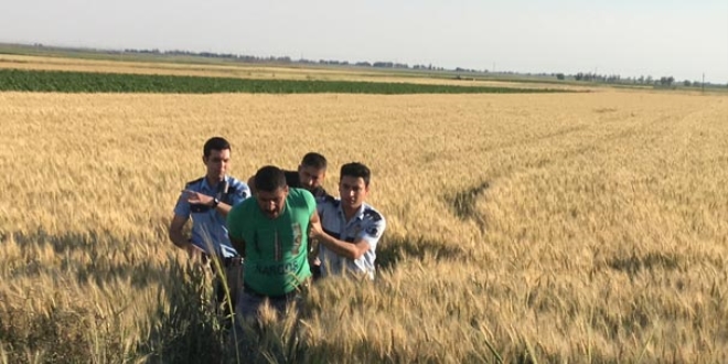 Cezaevi firarisi buğday tarlasında yakalandı