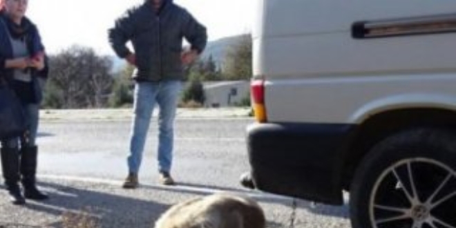 Sürücüye 'köpeğe eziyet'ten ceza