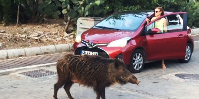 A kalan yaban domuzlar ehre indi