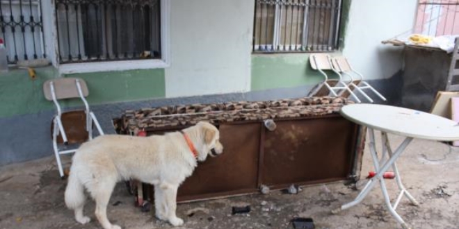 Köpeğin parçaladığı çekyattan para ve altın çıktı
