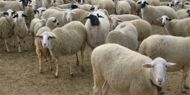 20 yaşında 'Genç Çiftçi Projesi' ile iş sahibi oldu