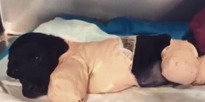 Bacakları kesilen yavru köpek kurtarılamadı