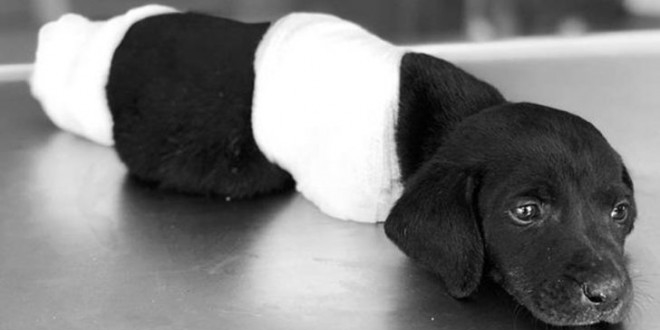 Yavru köpeği ilk muayene eden doktor konuştu