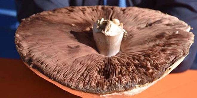 Kütahya'da 2 kilo ağırlığında dev mantar