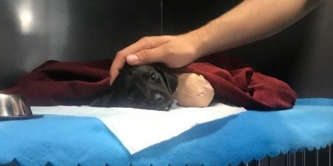 Sakarya Valisi'nden bacakları kesilen köpekle ilgili yeni açıklama