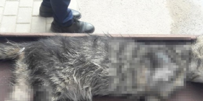 Bursa'da ayakları kesilmiş kedi yavrusu bulundu