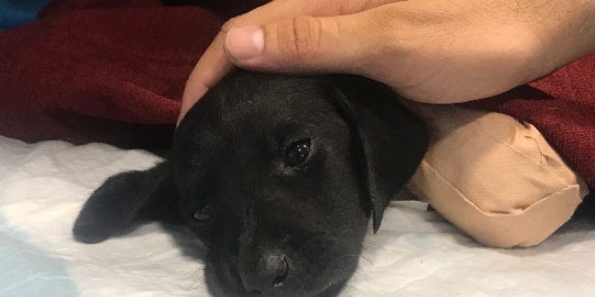 Köpeği bulan hayvansever: Bu bir iş kazası, şikayetimiz yok