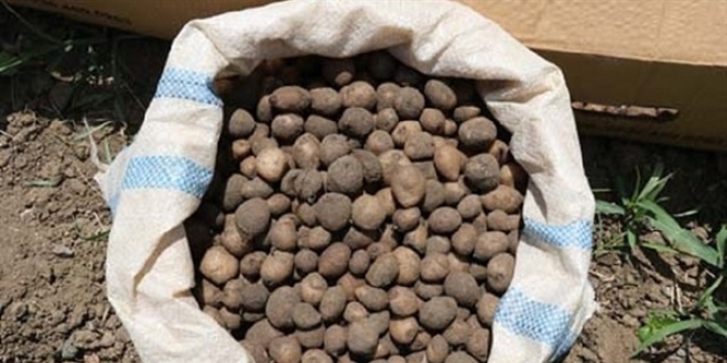 Orkidenin kilosu tarlada 50 TL'den satıldı