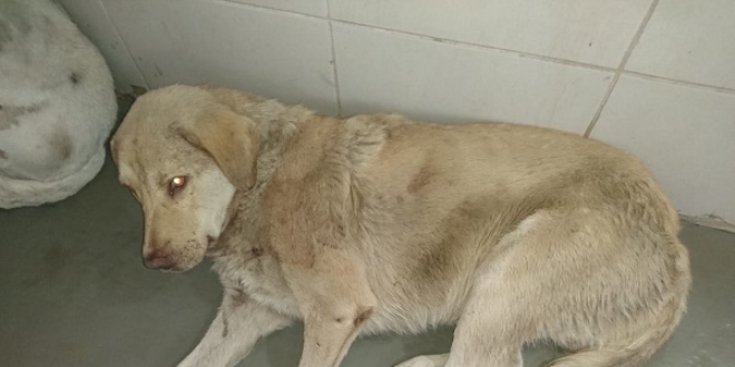Av tüfeğiyle 2 köpeği öldürdü, 3 köpeği yaraladı