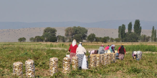 İlk hasat patatesler yola çıktı! Fiyatlar düşecek