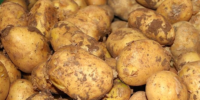 Patateste üretici fiyatı düşüşe geçti