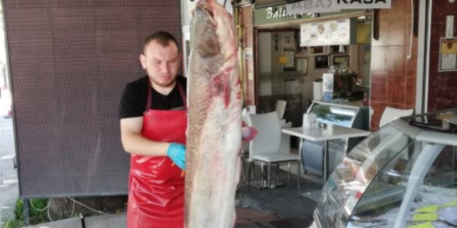 Yeşilırmak'ta 2 metrelik yayın balığı oltaya takıldı